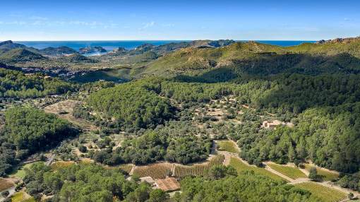 Winery and private finca in Tramuntana
Winery and private finca in Tramuntana