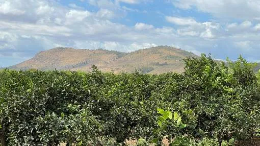 Large land with citrus cultivation - construction possible Large land with citrus cultivation - construction possible