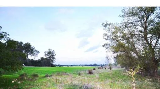
                    COUNTRY ESTATE ON THE OUTSKIRTS OF MARIA DE LA SALUT
                