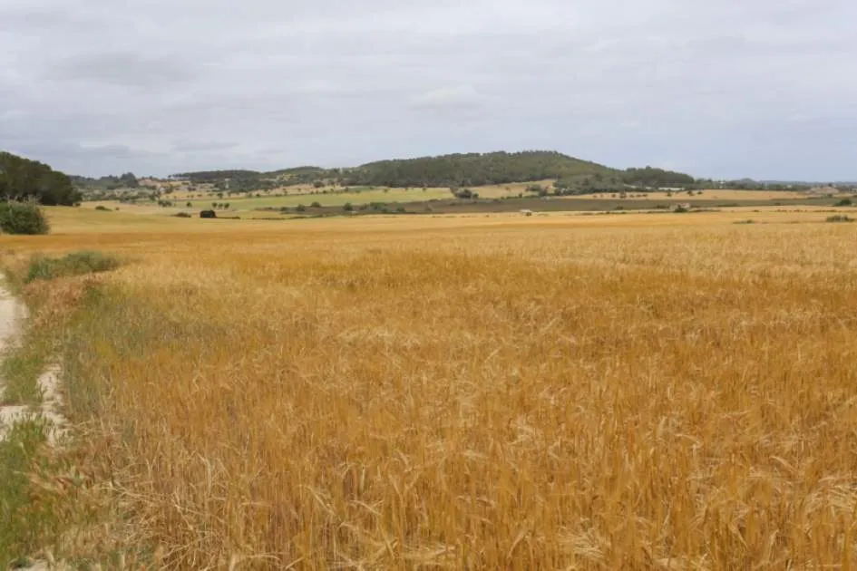 Building plot in Montuiri