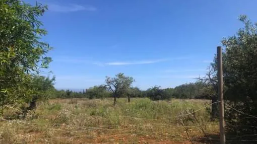 Rural plot of land near Cala Domingos