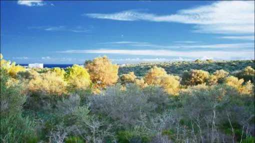 Plots with sea views near Cala Murada