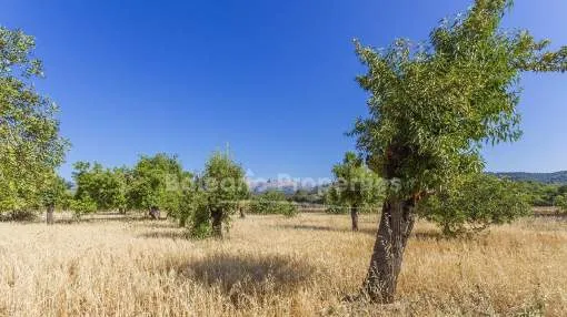 Gorgeous Mallorcan plot with serene views for sale in Campanet, Mallorca