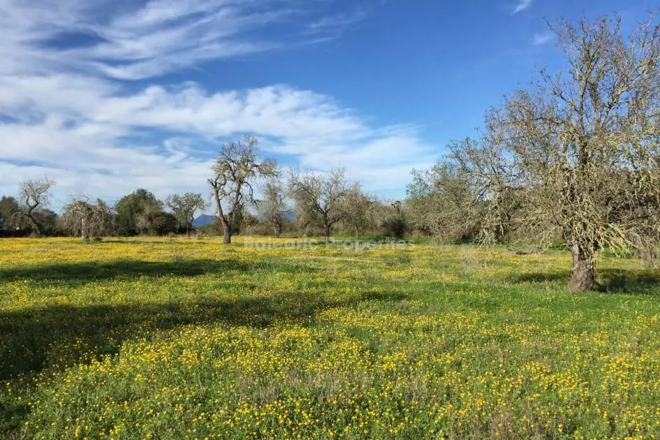 Rural plot with approved project and license for villa for sale in Algaida, Mallorca