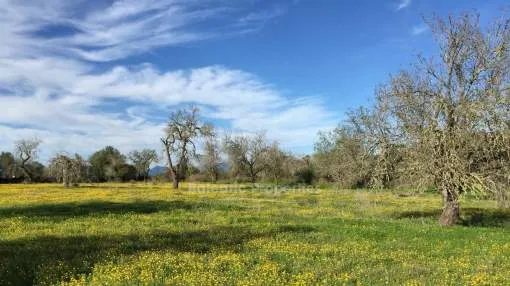 Rural plot with approved project and license for villa for sale in Algaida, Mallorca