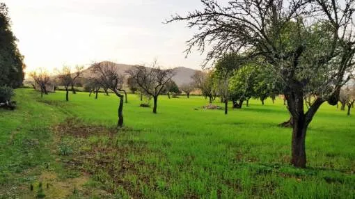 Rustic land with planning permission for sale near Llubí, Mallorca Rustic land with planning permission for sale near Llubí, Mallorca