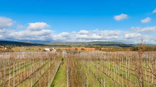 Rustic property ideal for cultivation or solar farming for sale, in Palma, Mallorca Rustic property ideal for cultivation or solar farming for sale, in Palma, Mallorca