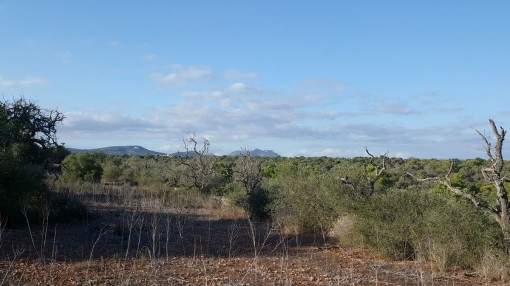 Magnificent building plot with panoramic views directly on the Parque de Mondrago Magnificent building plot with panoramic views directly on the Parque de Mondrago
