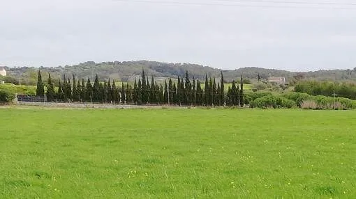 Beautiful building plot between Sineu and Lloret de Vistalegre Beautiful building plot between Sineu and Lloret de Vistalegre