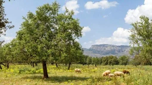 Very beautiful building plot at the foot of the Tramuntana mountains in Valldemossa Very beautiful building plot at the foot of the Tramuntana mountains in Valldemossa
