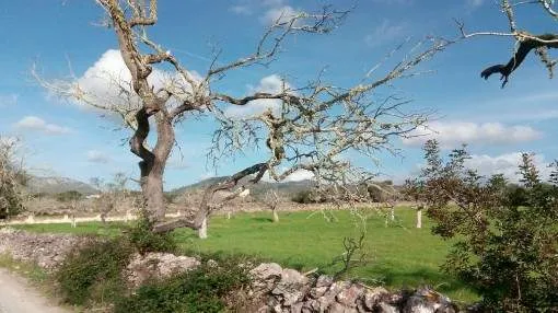 Large building plot with basis project near San Lorenzo Large building plot with basis project near San Lorenzo