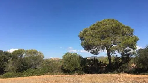 Beautiful slightly inclined building plot only 5 minutes from the marina of Cala D'Or