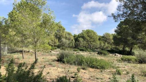 Unique building plot in the heart of Nova Santa Ponsa Unique building plot in the heart of Nova Santa Ponsa