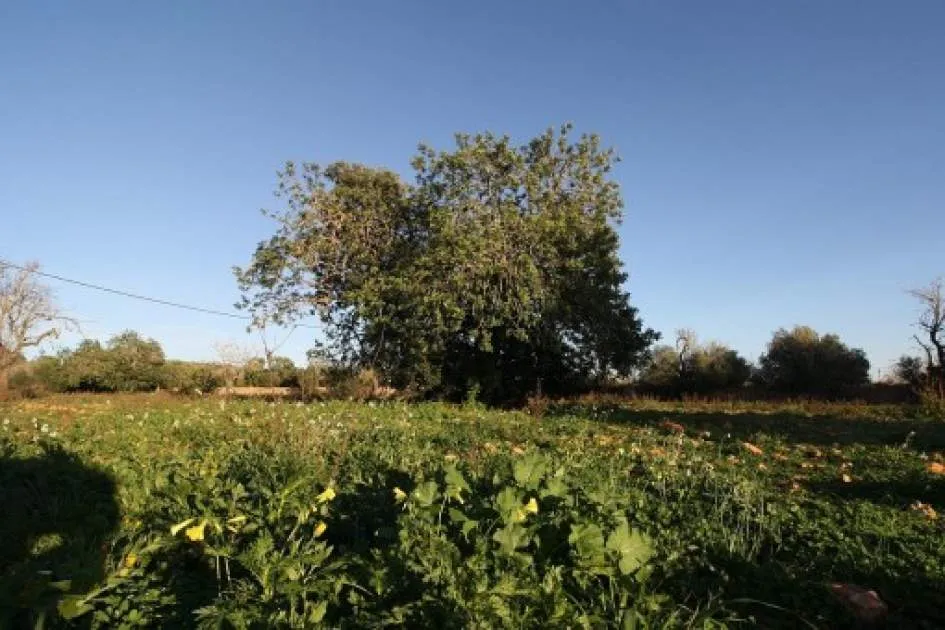 Wonderful building plot for a large finca near Llucmajor