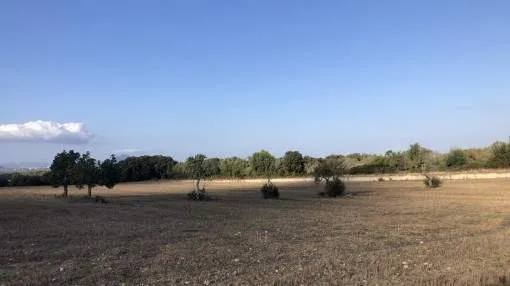 Idyllically-situated finca building plot in Muro for the construction of a finca