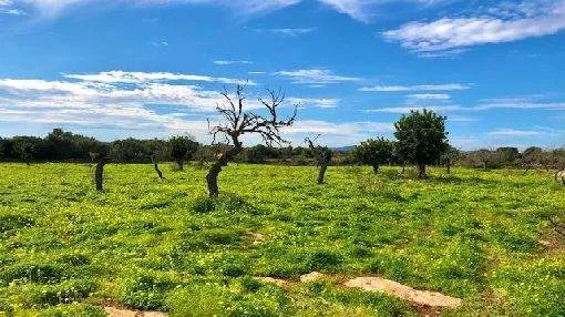 Building plot between Sa Coma Nd Son Carrio with a building project and valid construction licence Building plot between Sa Coma Nd Son Carrio with a building project and valid construction licence