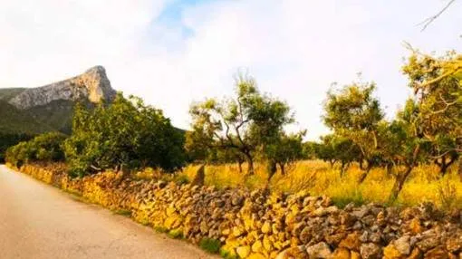 Beautiful building plot in a prime location in Colonia de Sant Pere Beautiful building plot in a prime location in Colonia de Sant Pere
