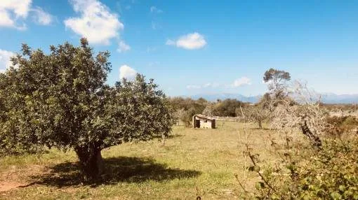 Finca building plot between Santa Margalida and Son Serra de Marina with the potential for a construction licence Finca building plot between Santa Margalida and Son Serra de Marina with the potential for a construction licence