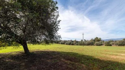 Wonderful, large finca building-plot with approved construction project near to Sencelles Wonderful, large finca building-plot with approved construction project near to Sencelles