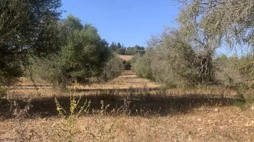 Quiet building plot with license for dream finca with pool in Ariany Quiet building plot with license for dream finca with pool in Ariany