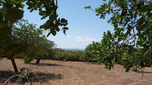 Beautiful plot with project between Felanitx and Manacor Beautiful plot with project between Felanitx and Manacor