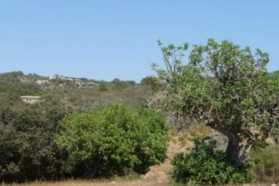 Beautiful plot with basic project in beautiful location near Manacor