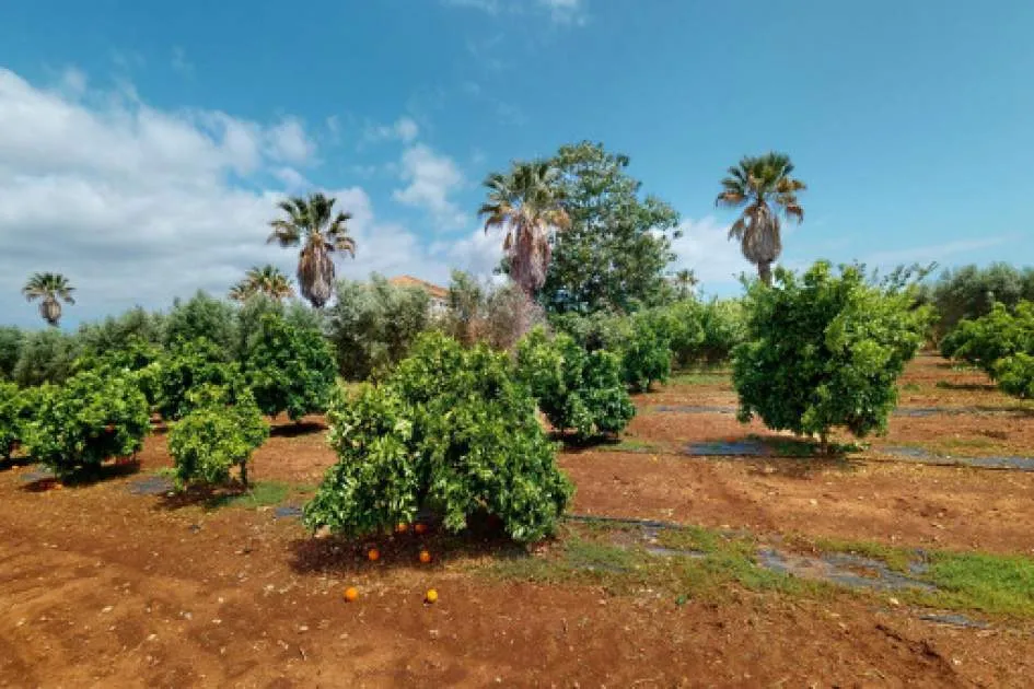 Natural-stone finca with pool and olive tree plantation near Playa de Muro