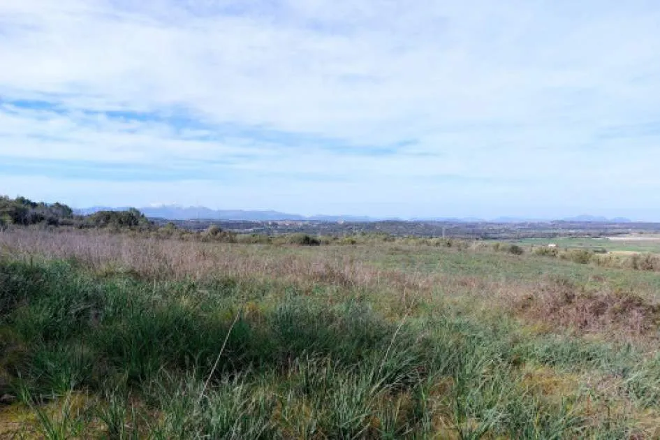 Rustic finca plot with large tree population and panoramic views near Petra