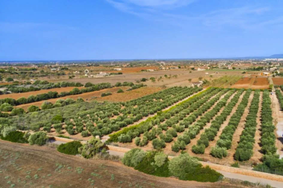 Unique, stately finca-property with pool and private olive grove between Santanyi and Campos