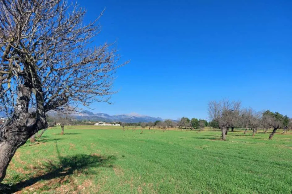 Attractive finca plot near Consell with construction project submitted