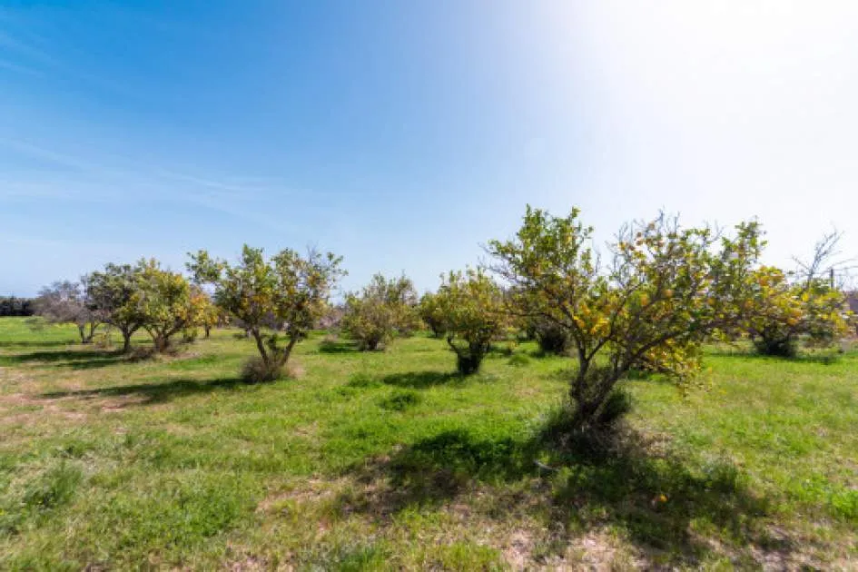 Beautifully situated finca in Selva for renovation