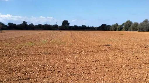 Finca building-plot centrally-located between Santanyi and Campos Finca building-plot centrally-located between Santanyi and Campos