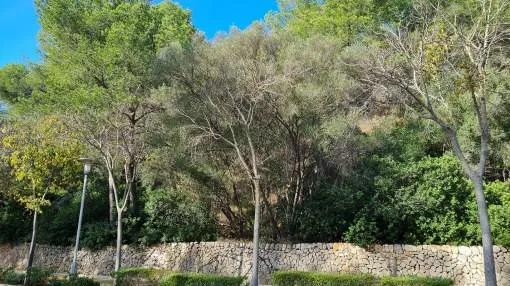 Building land with a south facing orientation and within easy walking distance to the village in Portals Nous Building land with a south facing orientation and within easy walking distance to the village in Portals Nous