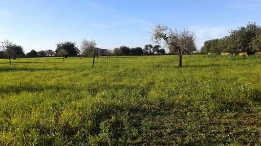 Large plot in S'Horta only 2 min. drive to the beach of Cala Sa Nau Large plot in S'Horta only 2 min. drive to the beach of Cala Sa Nau