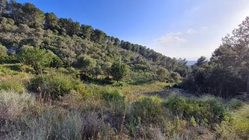 Super opportunity to acquire building land in the tranquil hills of Son Font Calviá