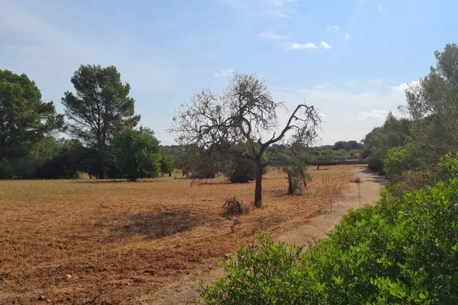 Large buildable plot in Algaida