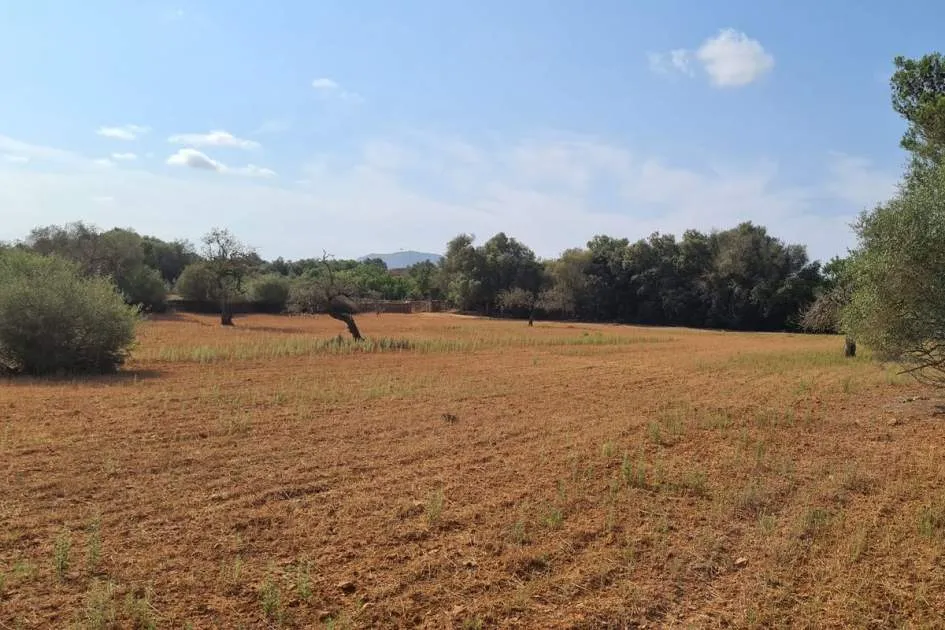 Large buildable plot in Algaida