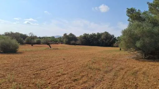 Large buildable plot in Algaida