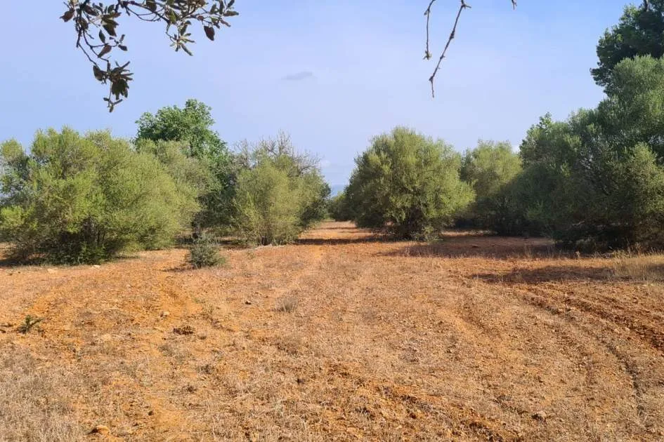 Large buildable plot in Algaida