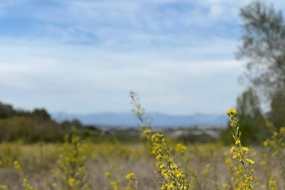 Spacious building plot with project and licence for a dream finca in the centre of Majorca