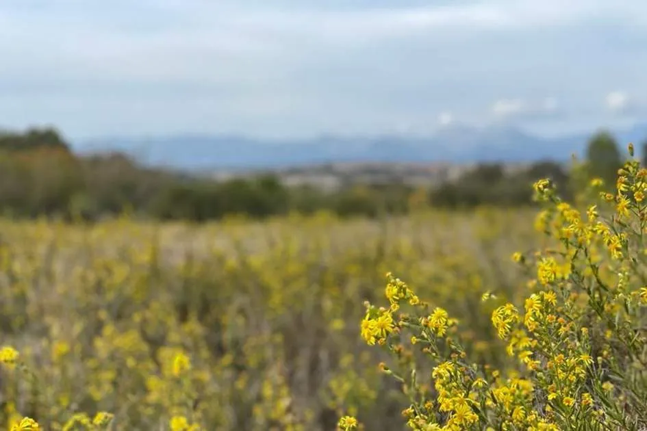 Spacious building plot with project and licence for a dream finca in the centre of Majorca