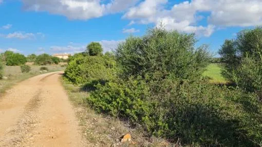 Large building plot between Ses Salines and Llombards Large building plot between Ses Salines and Llombards
