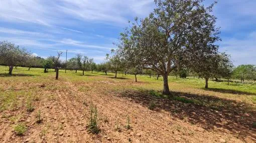 Extensive finca building plot between Santanyi and Cas Concos Extensive finca building plot between Santanyi and Cas Concos