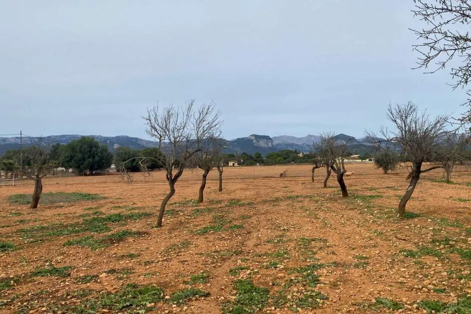 Plot with licence for a rustic finca with swimming pool and views to the Tramuntana mountains in Consell