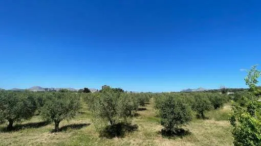 Rustic land with license in Alcudia
