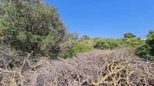 Urban Plot in the Center of Son Bieló – Unique Opportunity 200 m from the Sea