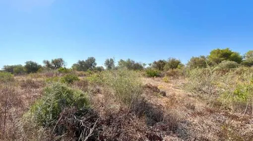Buildable Plot in Son Gual II