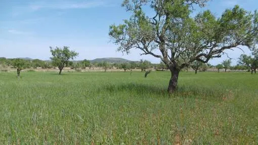 Beautiful building plot between Cas Concos and Campos